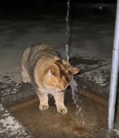 출처 : Reddit / 수도꼭지에서 물이 졸졸졸 떨어지고 있다 그아래에 고양이가 머리를 댄체 가만히 있는다