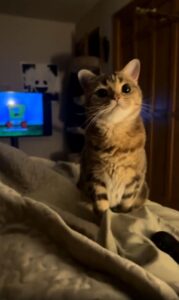 ‘박하 스틱 홀릭’ 침대 위에서 즐기는 고양이의 작은 행복