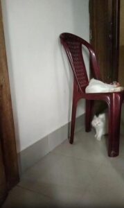 꼬리 잡기 놀이, 의자 위아래의 고양이 형제