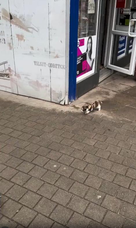 출처 : Reddit / 가게앞 새끼고양이가 비둘기를 향해 달려 들며 점프를 하지만 점프는 높지않았고 비둘기는 날아가 버린다 다른 비둘기에게도 달려들어보지만 결과는 같았다