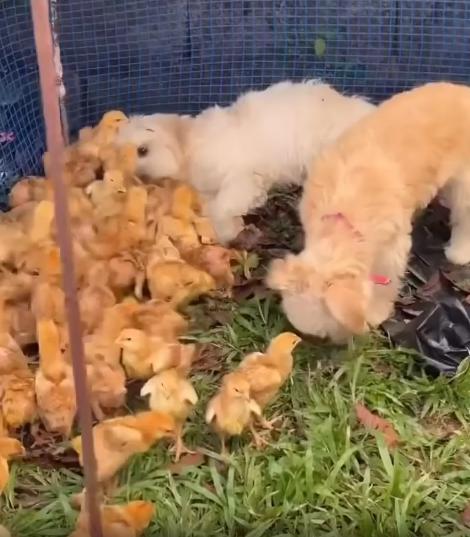 출처 : Reddit / 닭장 안 강아지 한마리가 누워있고 강아지 머리쪽에 많은 병아리들이 모여있다